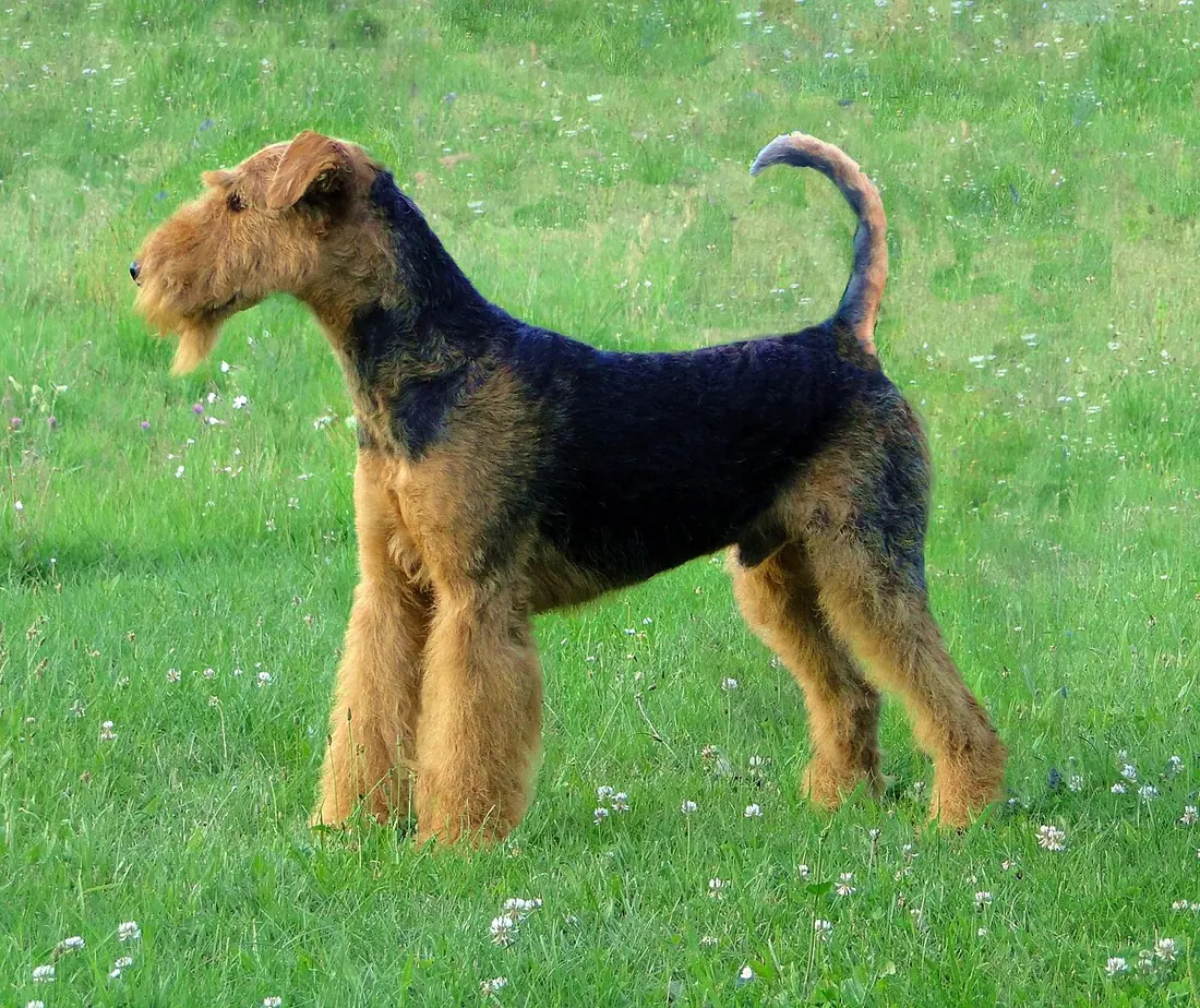 Airedale Terrier 14 months old, undocked and trimmed normative.