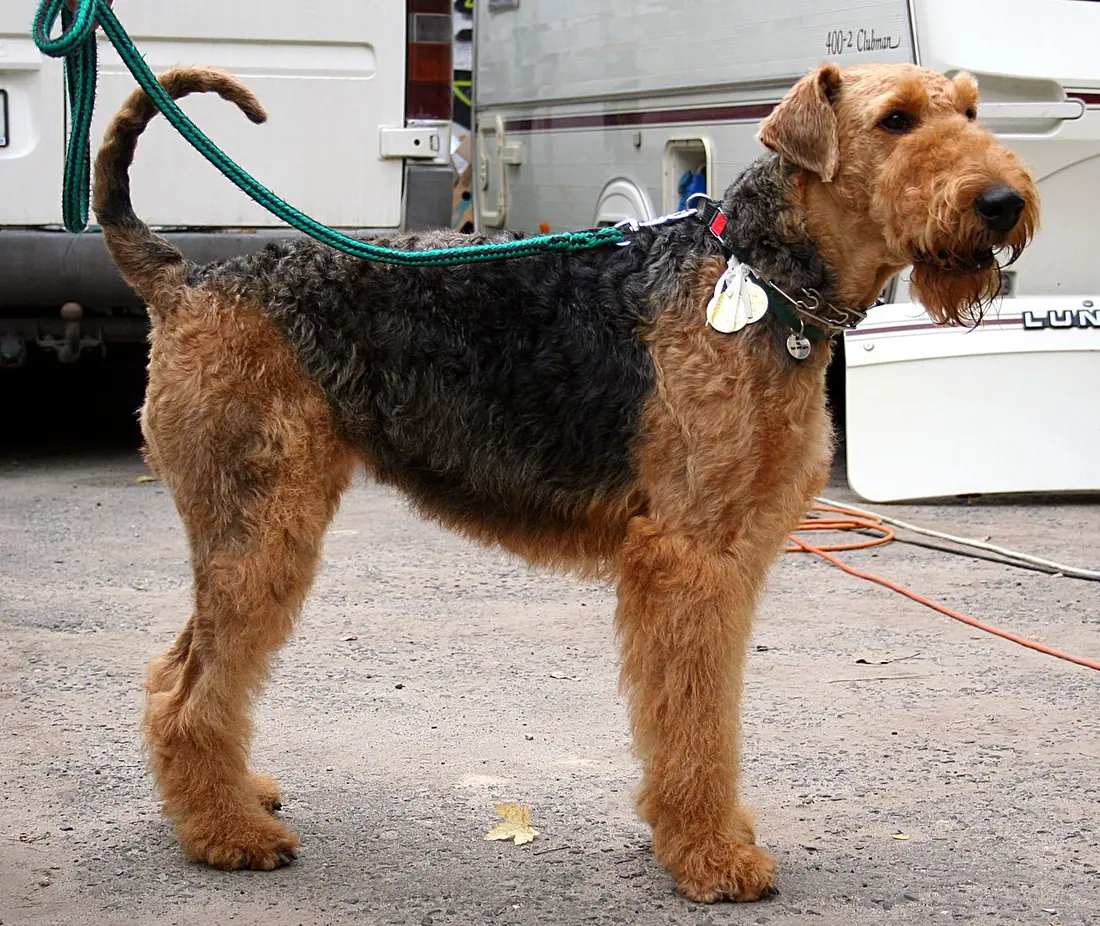 Airedale terrier during Dogs Show in Rybnik.