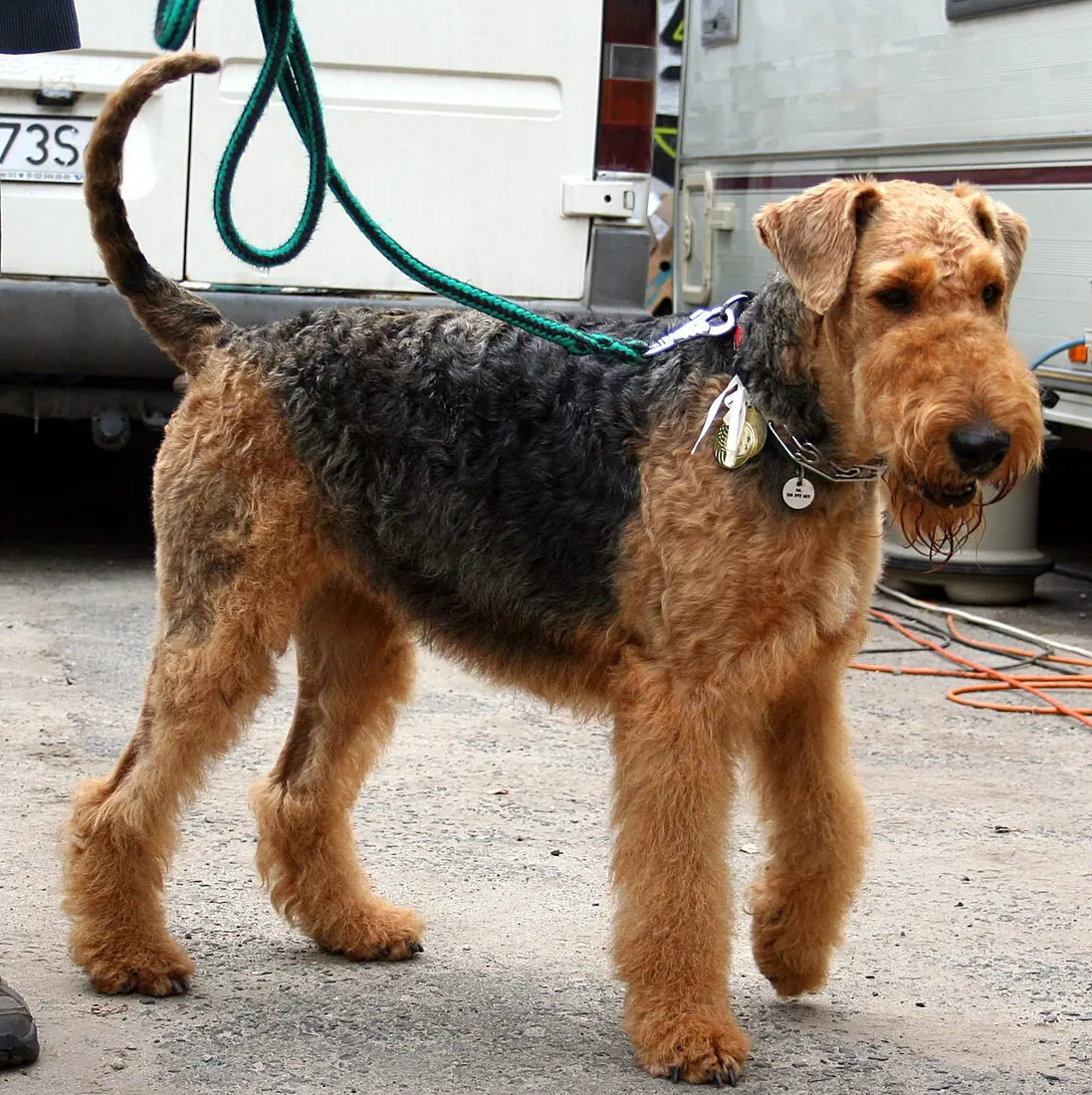 Airedale terrier during Dogs Show in Rybnik.