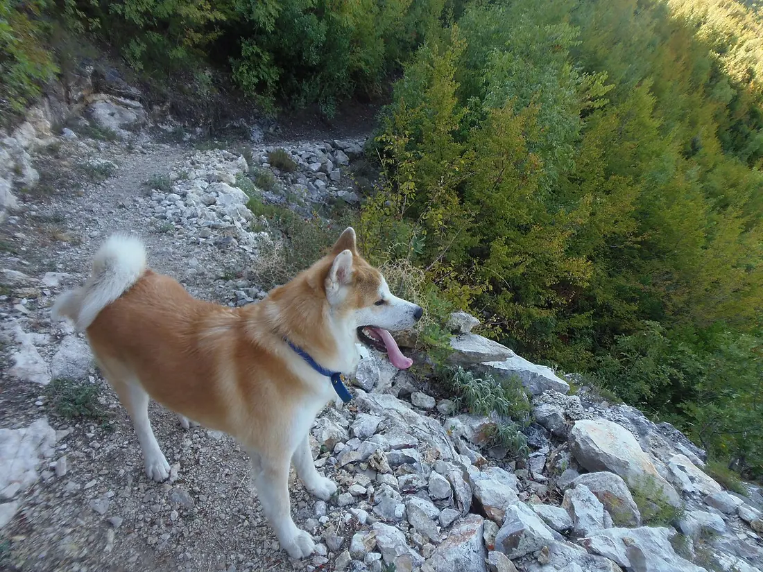 Akita hiking in Shpella e Pëllumbasit, Tiranë, Shqipëri