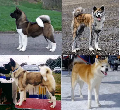 Akita