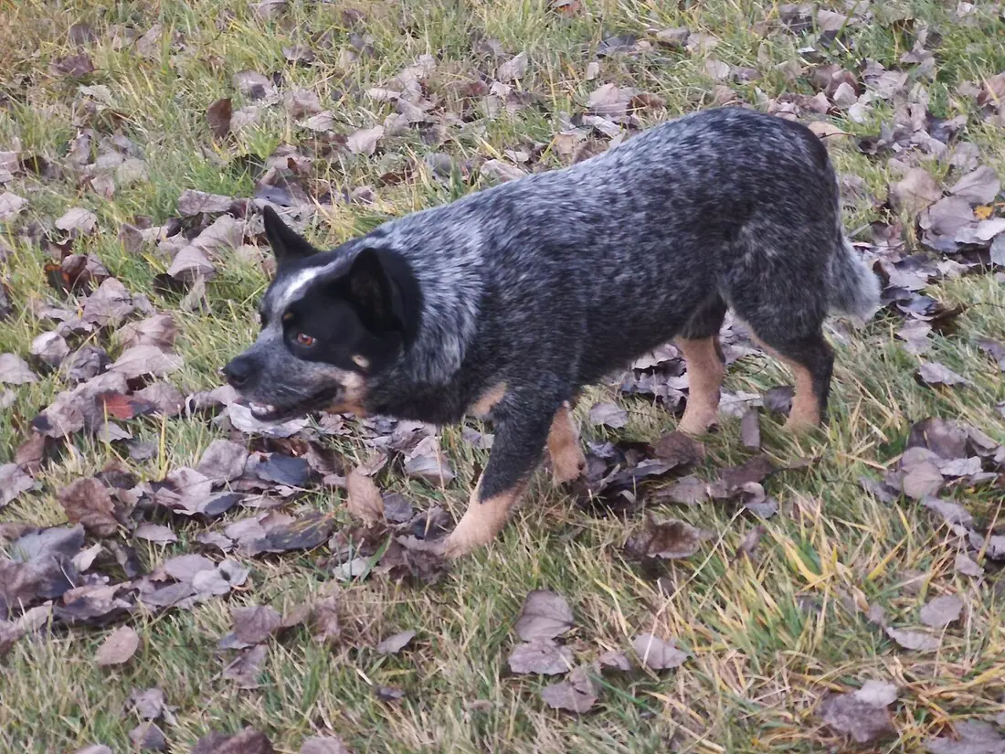 Pause they take before action, whilst it be heeling, mustering, herding, often followed by a creep and approach target. 