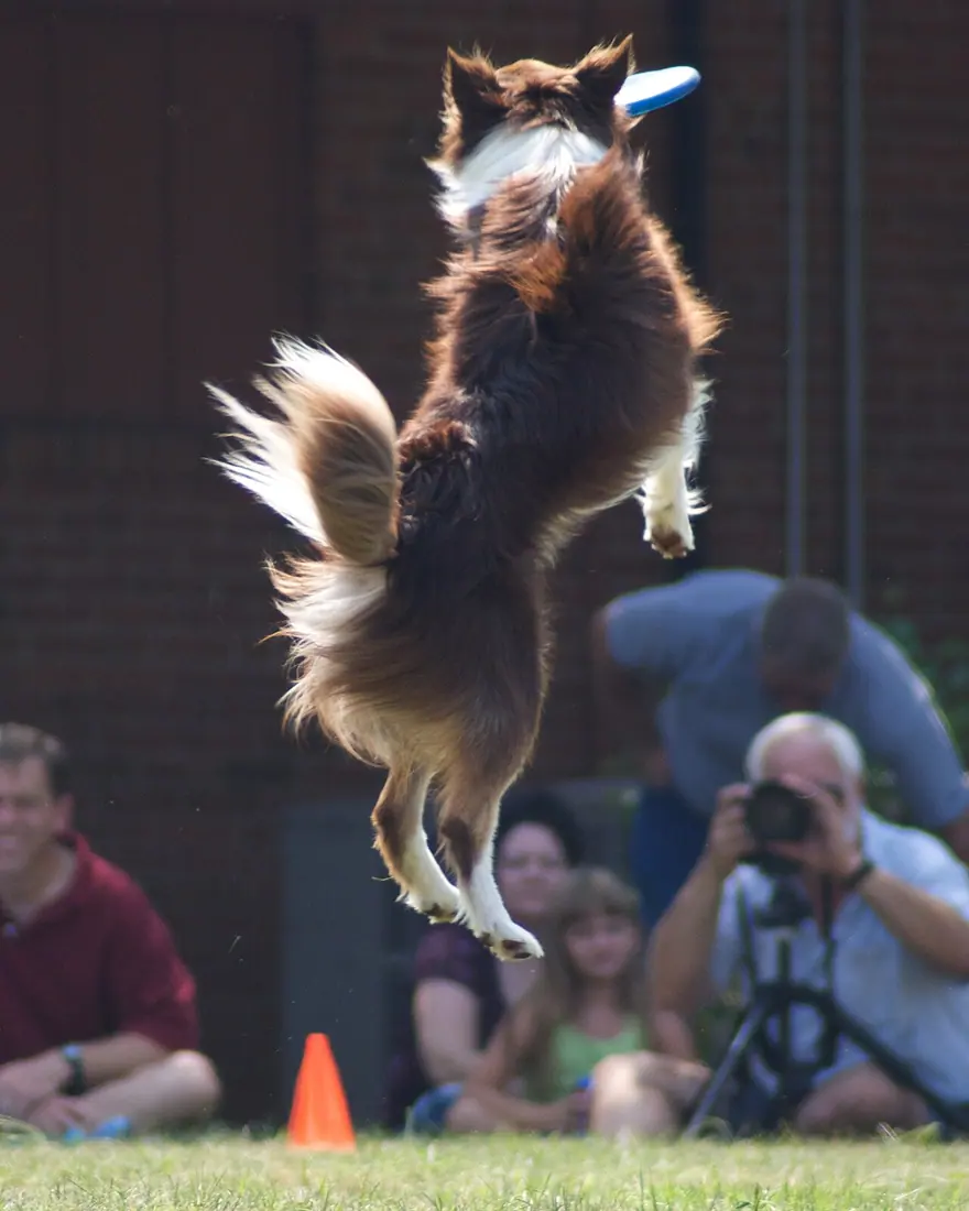 Australian Shepherd catching a Frisbee at the Toledo Metro Parks Dog Festival