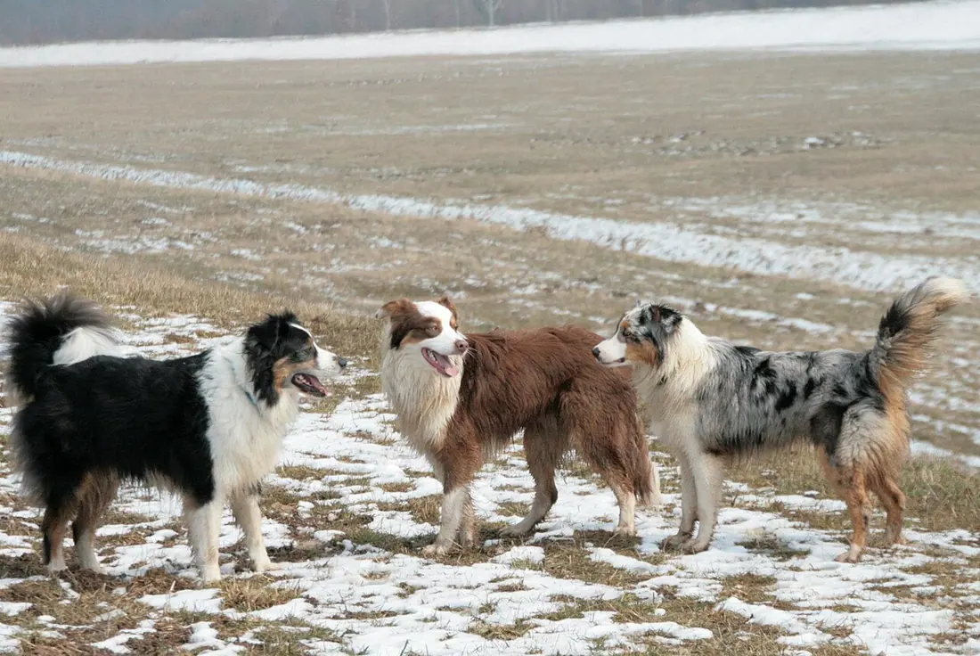 Australian Shepherd Black Tri, Red Tri, Blue Merle