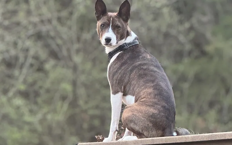 A brindle and white Basenji sitting upright on a deck rail, ears pricked, looking back at the camera