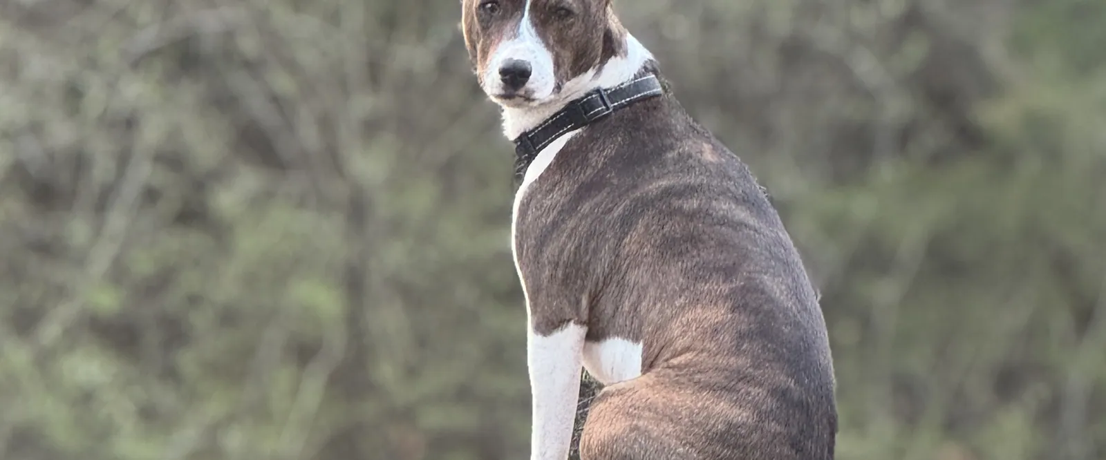A brindle and white Basenji sitting upright on a deck rail, ears pricked, looking back at the camera
