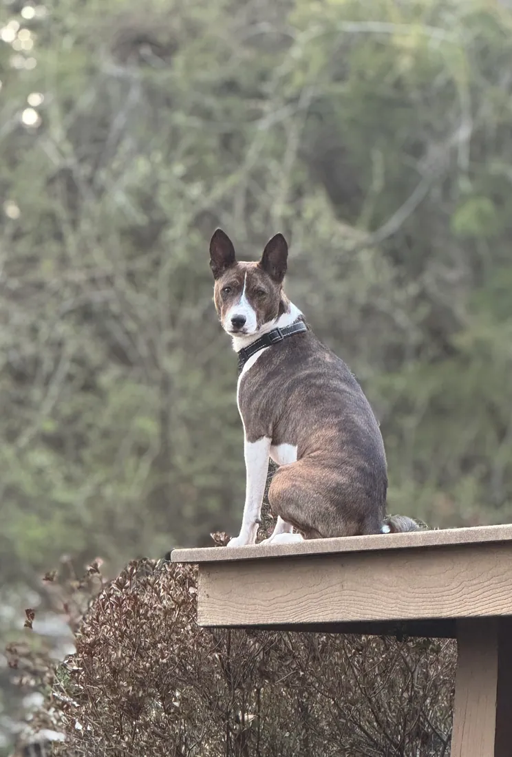 Benny, a brindle and white Basenji, sitting on a deck rail with the tight ears and upright posture typical of the breed