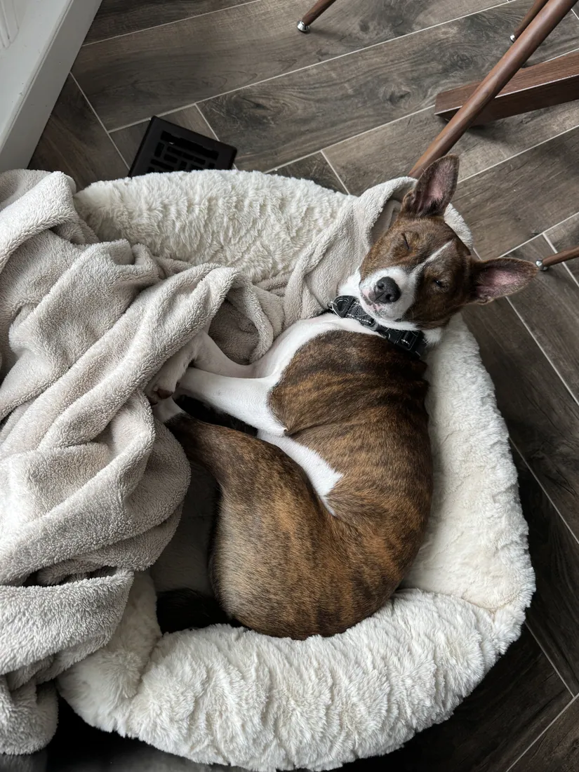 The same Basenji curled asleep in a fleece bed, showing the compact body and curled tail of the breed