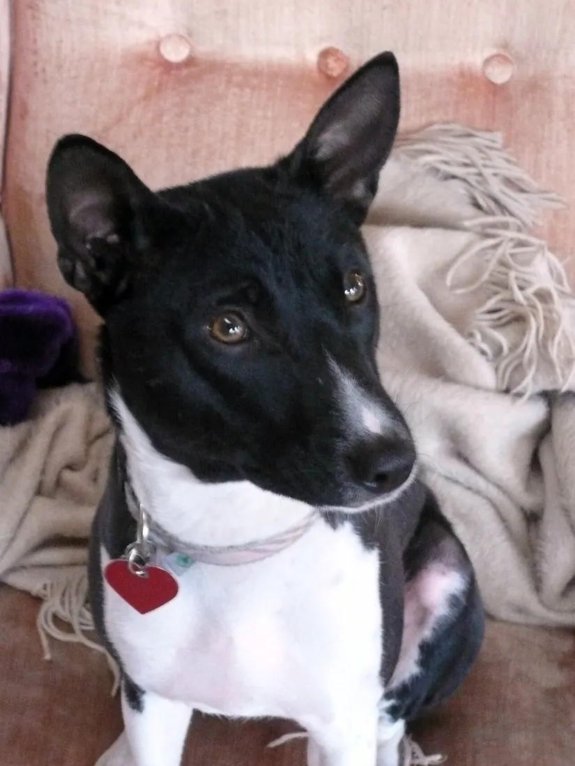 Here's BIlly  the foster boy - considering the big news that he will be moving to a forever home soon in Michi