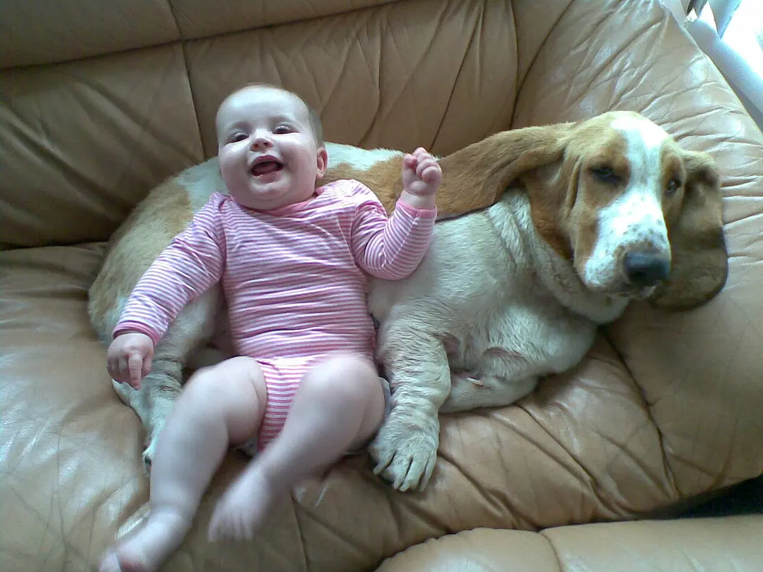 My 17 month old Basset Hound Trilby with my 5 month old daughter Indigo.
http://www.tafboc.com/trilby for more info and 