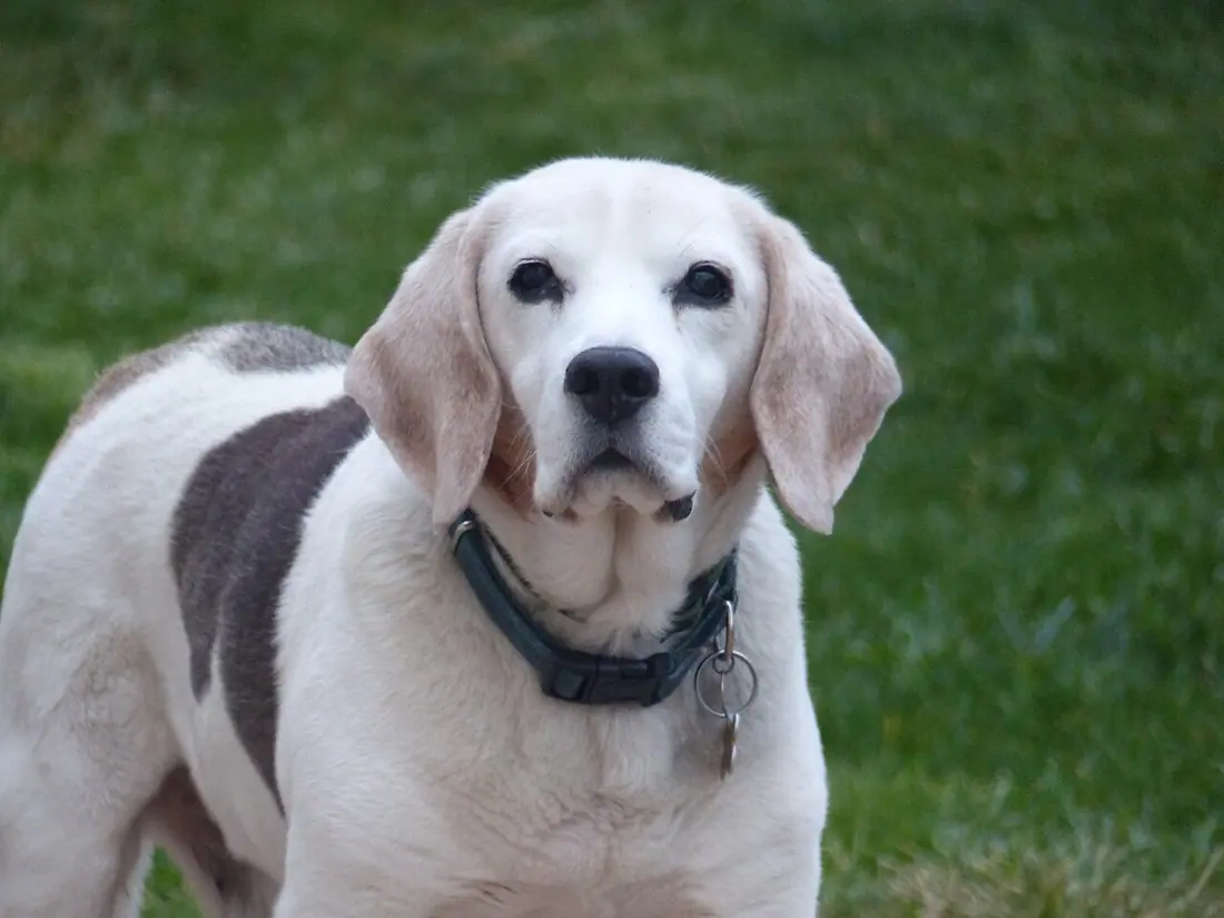 A very old Beagle dog, 15 years and a half.