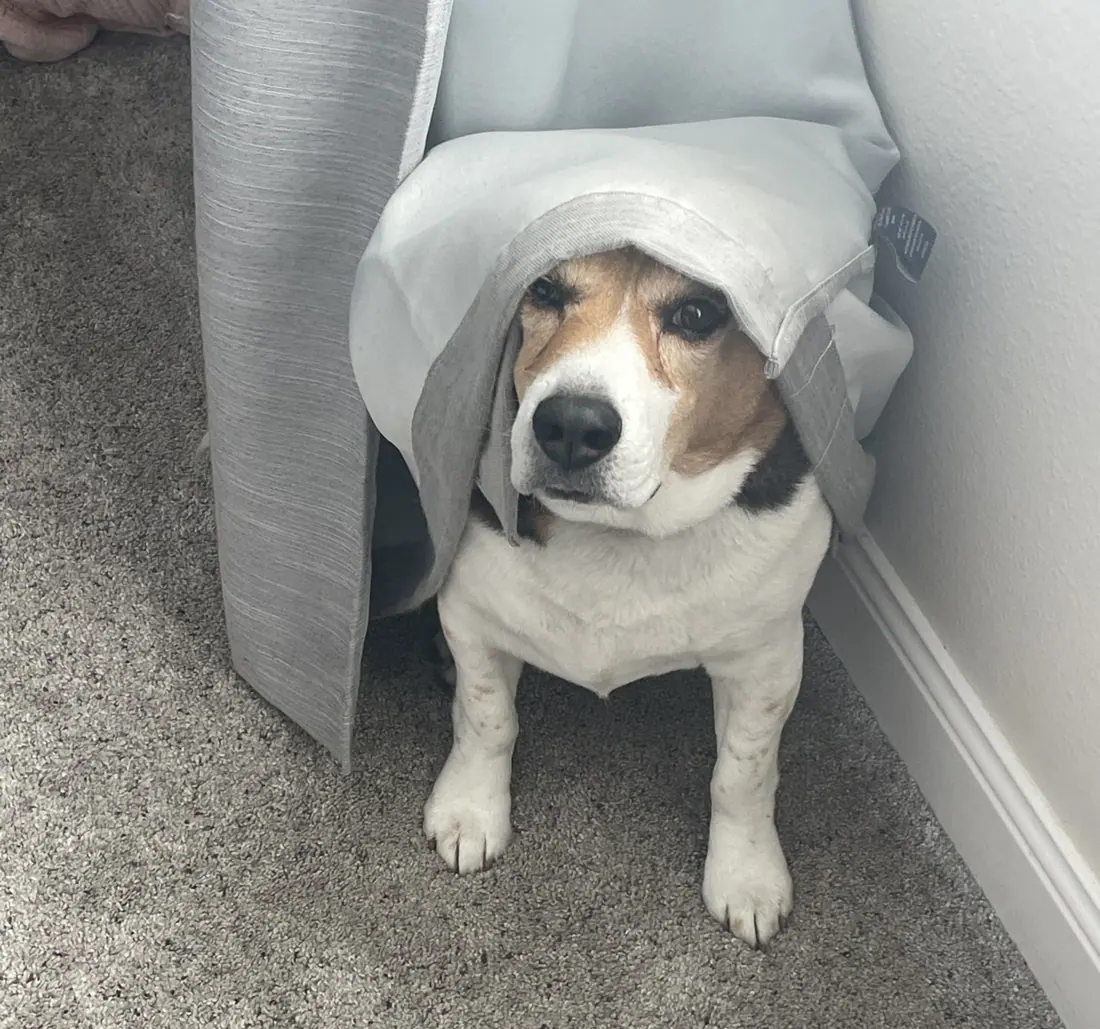 A Beagle hiding under a curtain