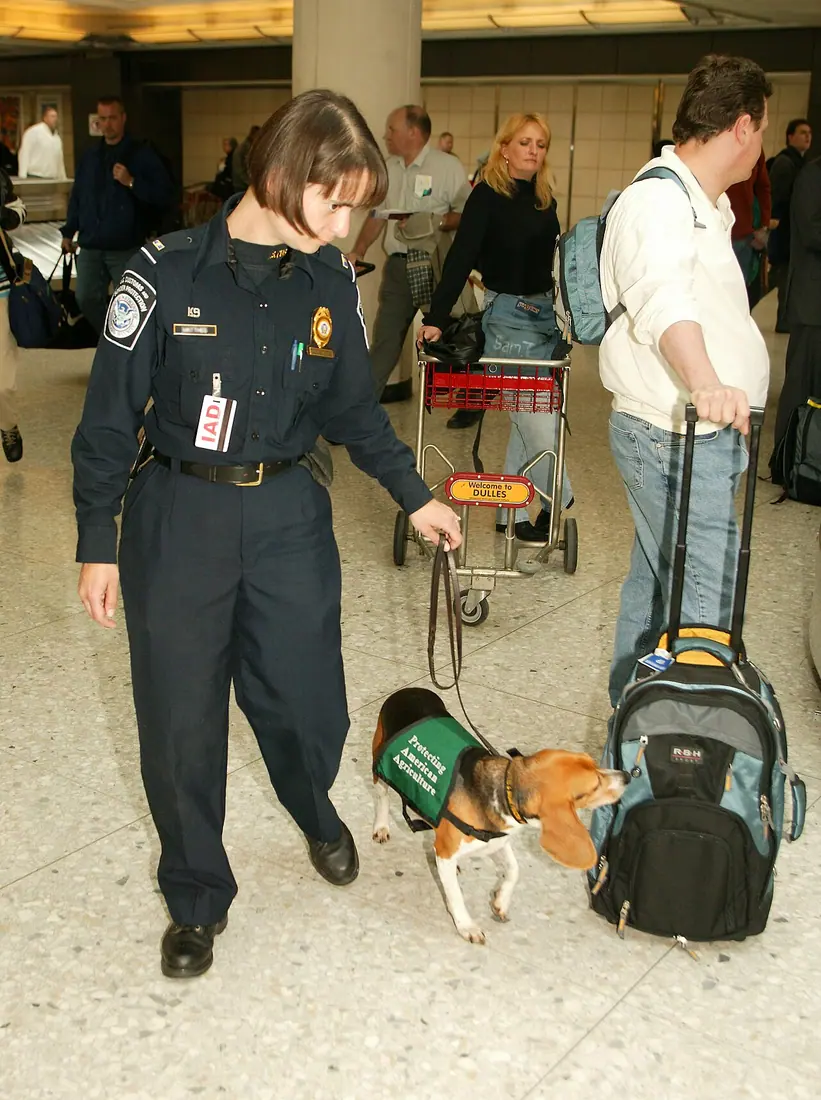 U.S. Customs and Border Protection (CBP) female officer with a Working dog sniffing luggage of airport travelers
origin