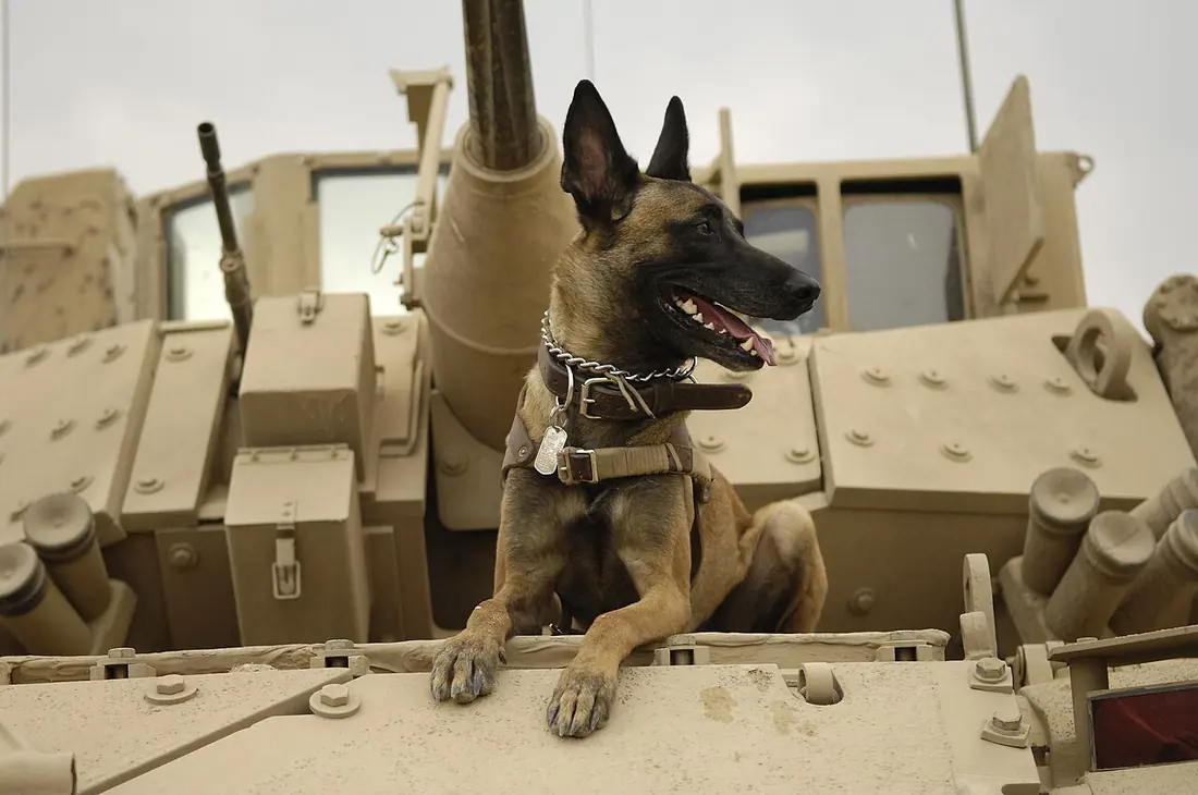 WORKING DOG — U.S. Air Force military working dog Jackson sits on a U.S. Army M2A3 Bradley Fighting Vehicle before headi