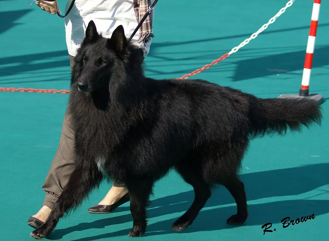 El macho I´Ker de R. Brown participando en la Exposicion de belleza de Gibraltar