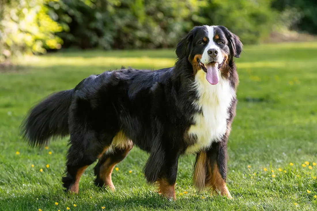 A 3½-year-old female Bernese Mountain Dog, “Piper,” standing outdoors in Washington State, May 2025.