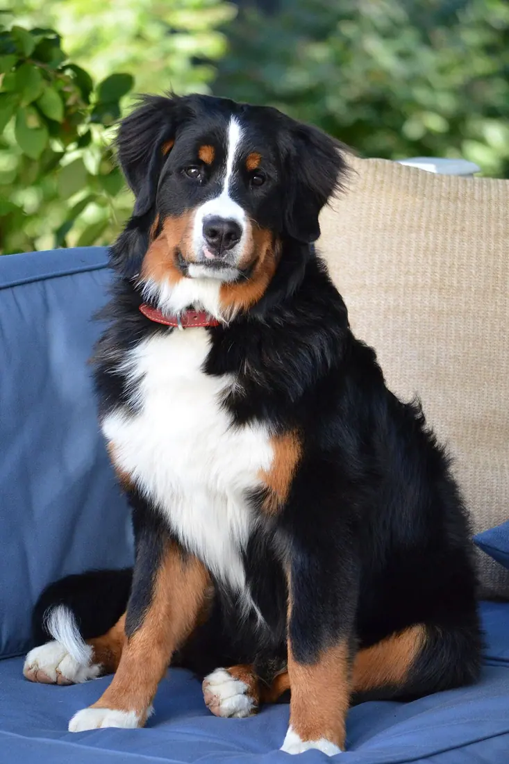 9 months old, 60 lbs (eventually approximately 100 lbs)