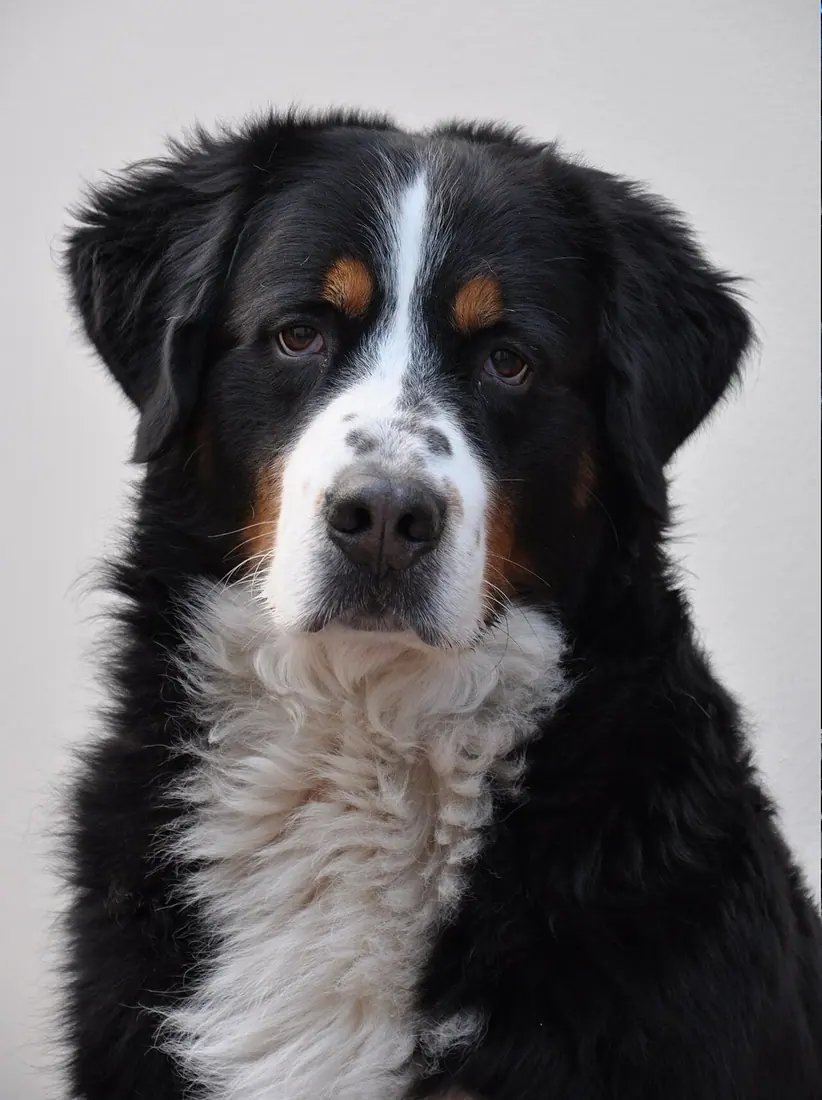 Berner Senne Dog ( age 9 years)