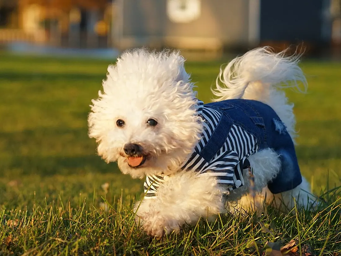 Photo of a 16 year old Bichon Frise