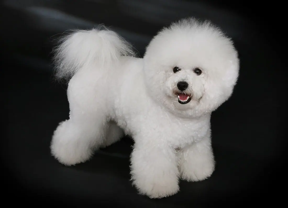 reinrassiger Bichon Frisé