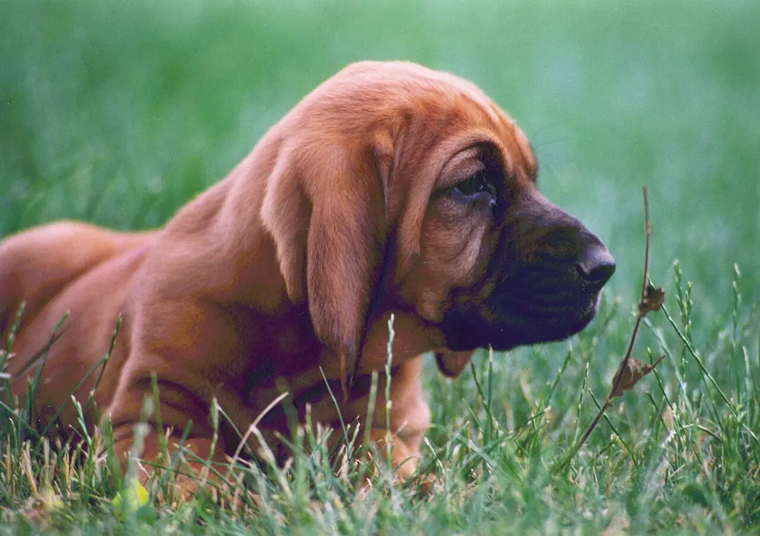 Bloodhound puppy, red coat, 5.5 weeks old, slightly sleepy. Bred by Jan Coffman.