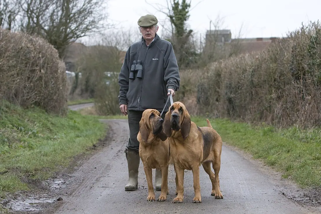 The Bloodhound Club Trials, Senior Stake, Alton, 28 February 2008