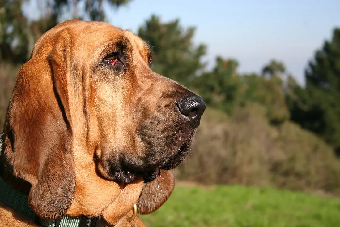 A female Bloodhound.