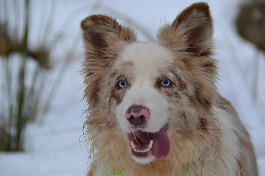 Border Collie hembra rojo mirlo tricolor y buen porte
