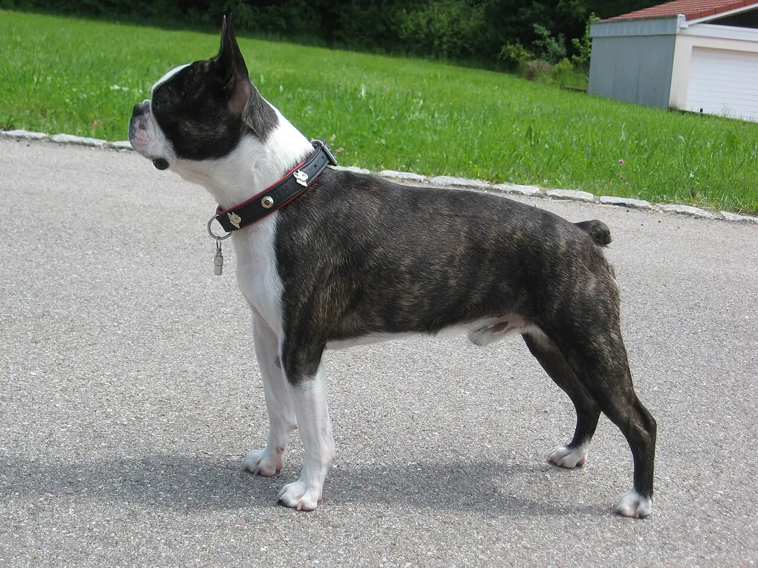 Boston Terrier 
[-&gt; http://www.boston-terrier-carlos.de]