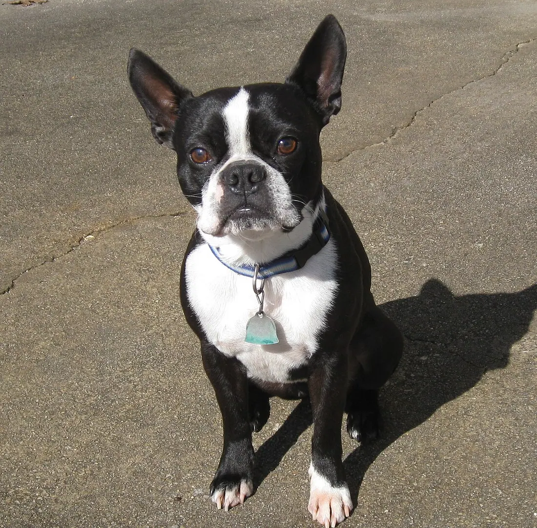Adult Male Boston Terrier with black coat