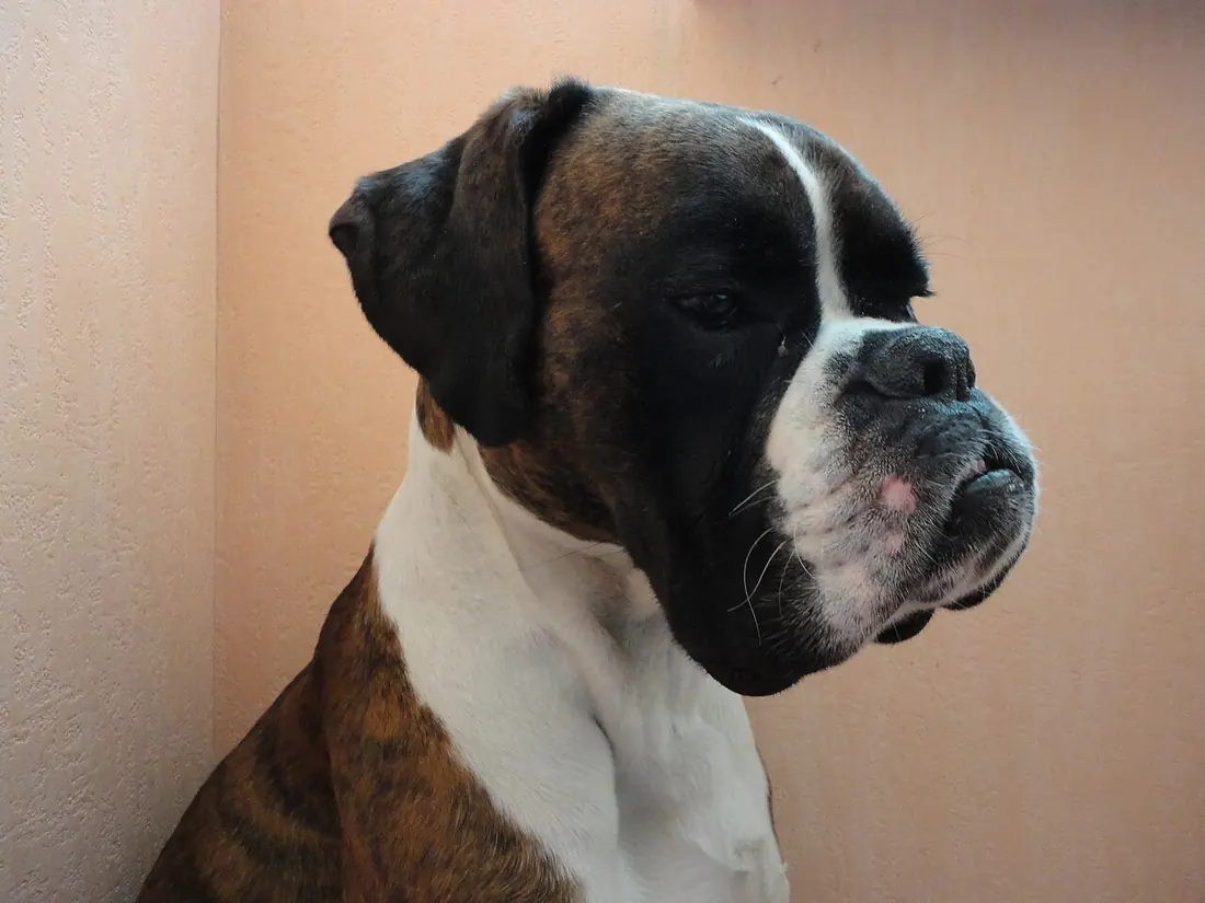 Brindle Boxers