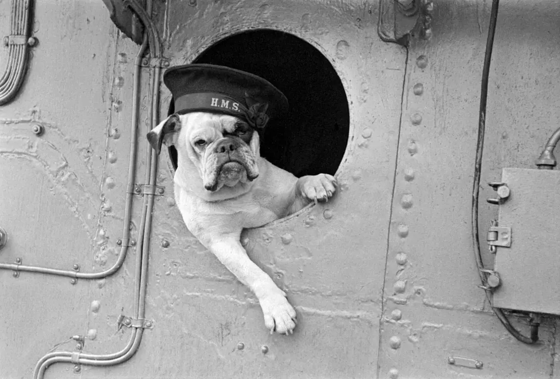 "Venus" the bulldog mascot of the destroyer HMS VANSITTART, 1941.
"Venus" the bulldog mascot of the destroyer HMS VANSIT