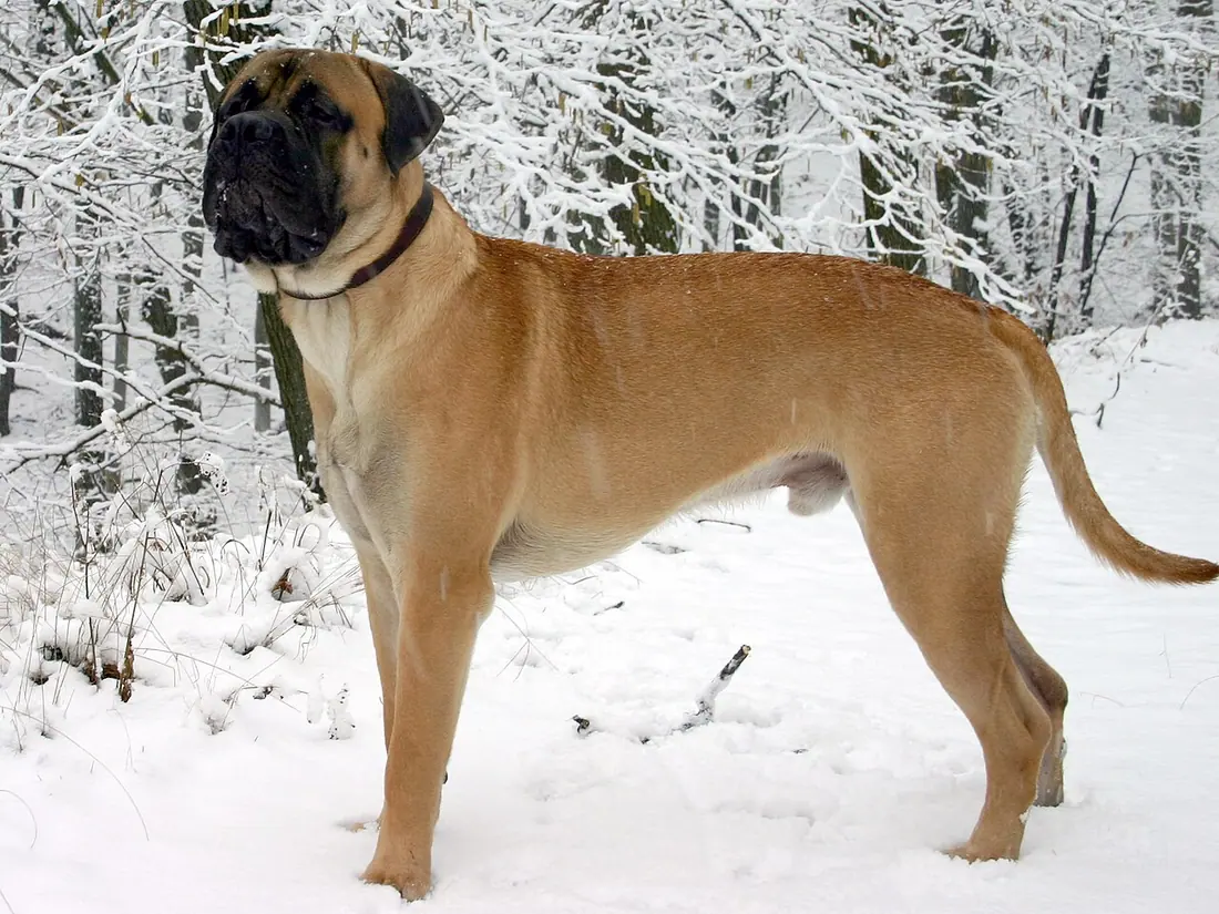 Bullmastiff-Rüde, ein Jahr alter Junghund
