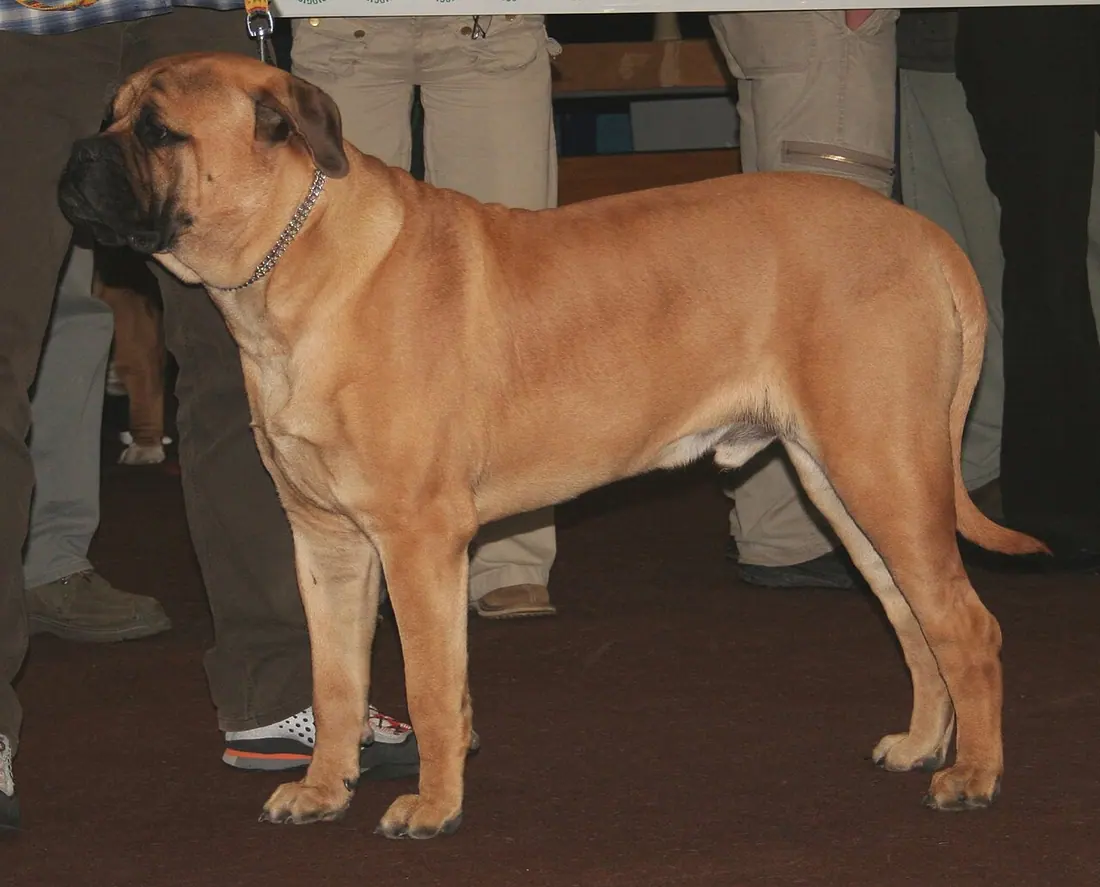 Bullmastiff during dogs show in Katowice, Poland