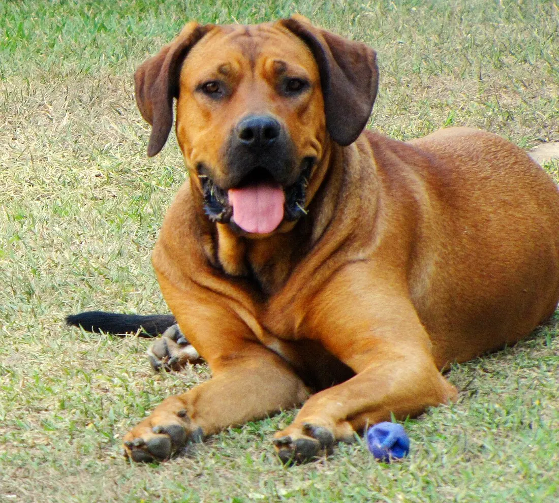 Cane Corso