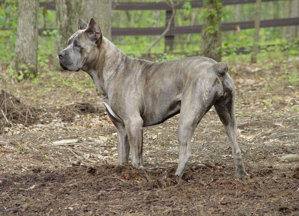 Pictures Of Cane Corso For Cane Corso Gallery @ http://en.wikipedia.org/wiki/Cane_Corso