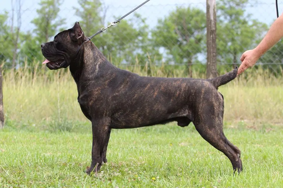 Mostra Cinofila, Campione Cane Corso Italiano Aragon