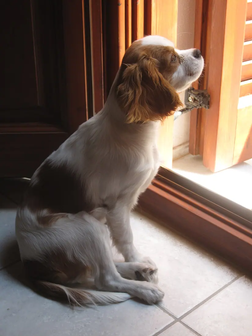 A female Cavalier King Charles Spaniel (five months old) puppy in Greece (2011-09-28)