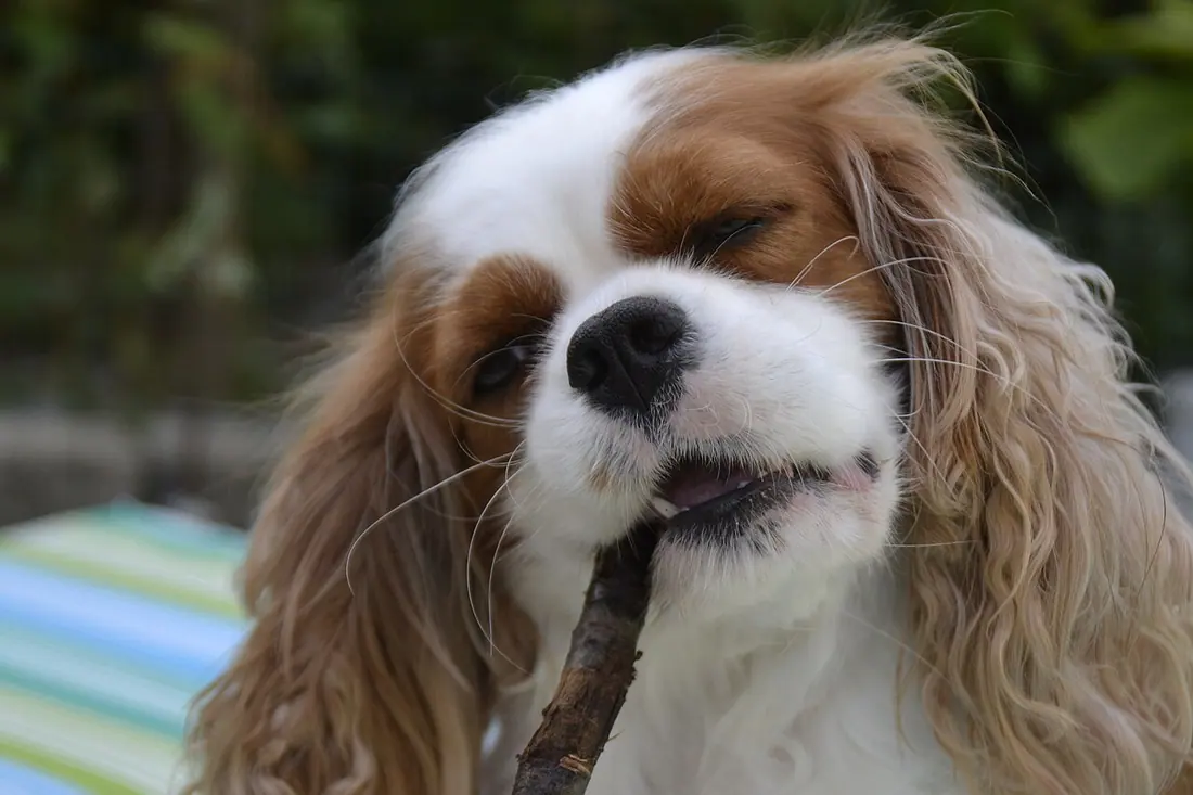 Cavalier King Charles Spaniel chewing on a wooden stick.