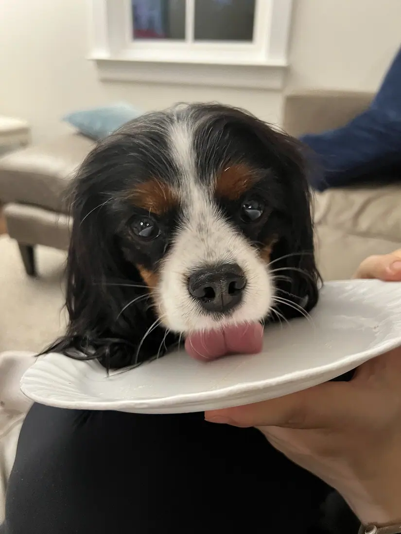 Tri-color Cavalier King Charles Spaniel facial color pattern demonstrating all three colors and defined eyebrows, specif