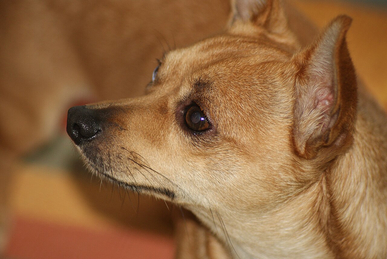 Chihuahua Dog