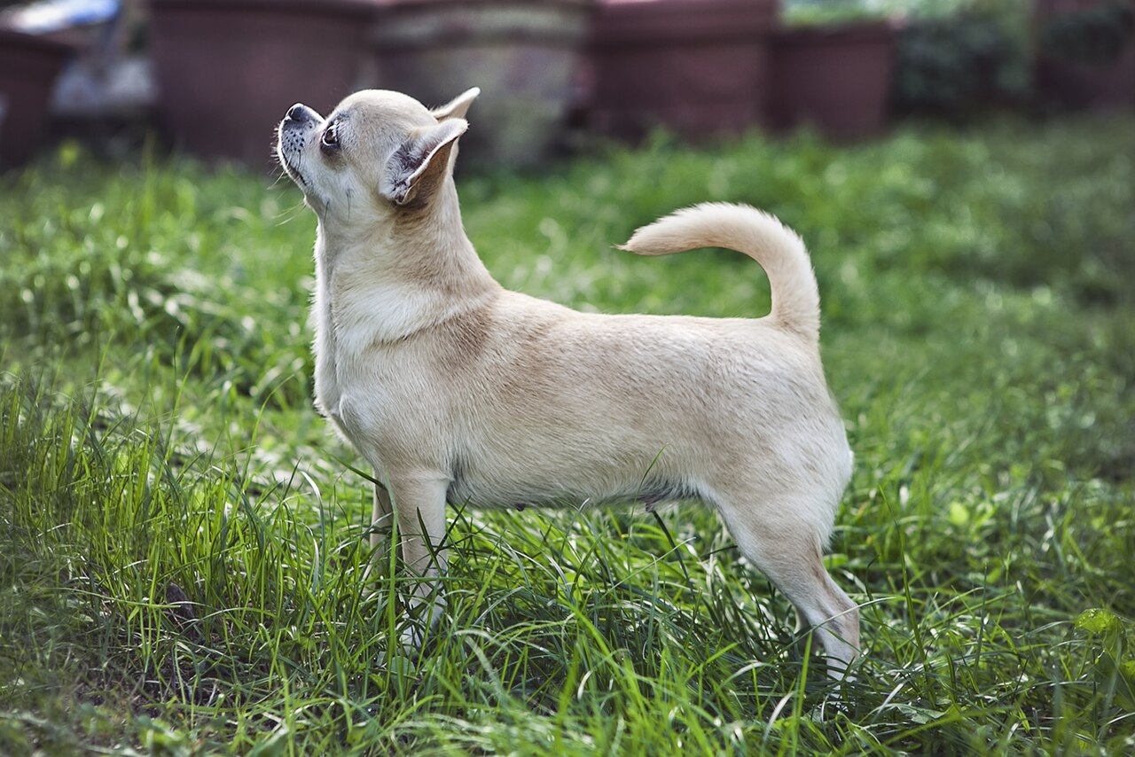 standard chihuahua