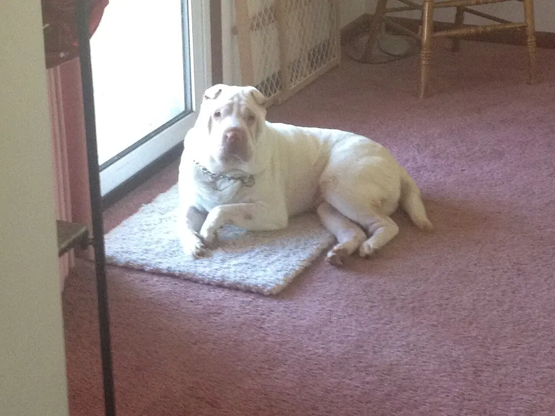 Template:EnShar Pei fever