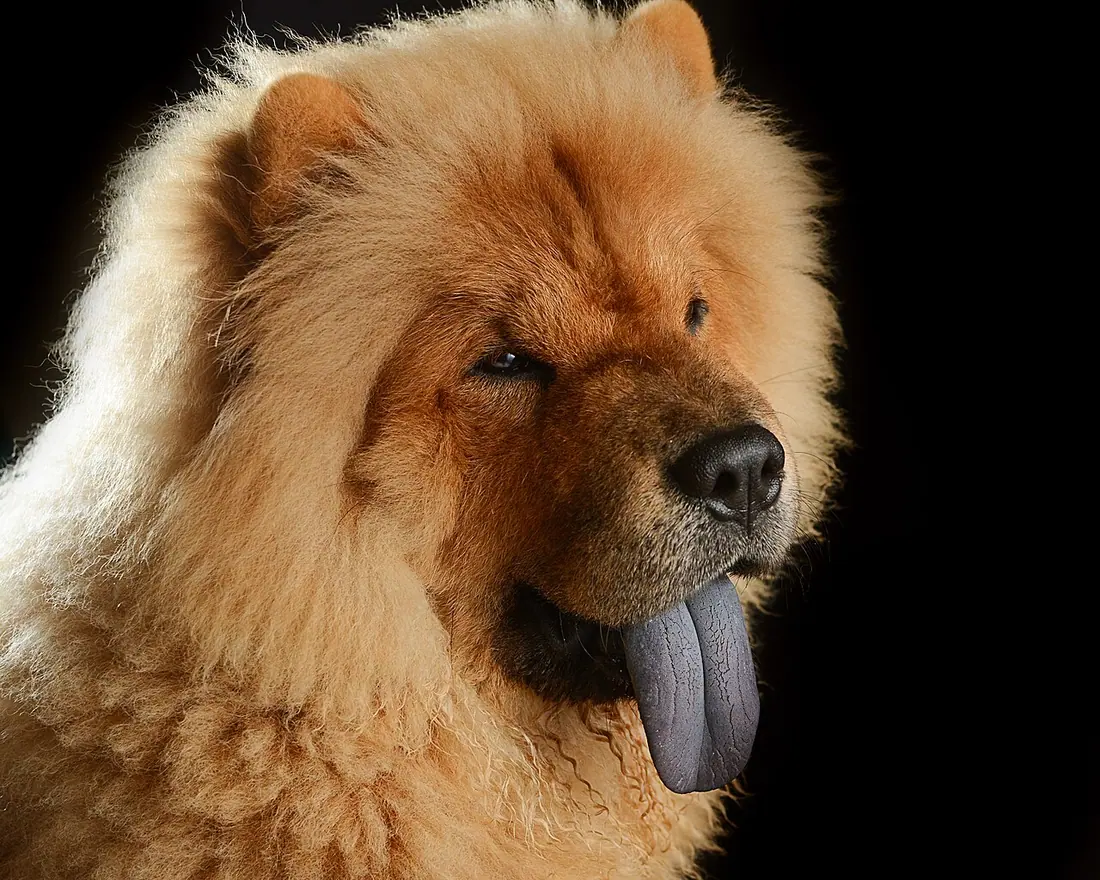 Chow Chow dog