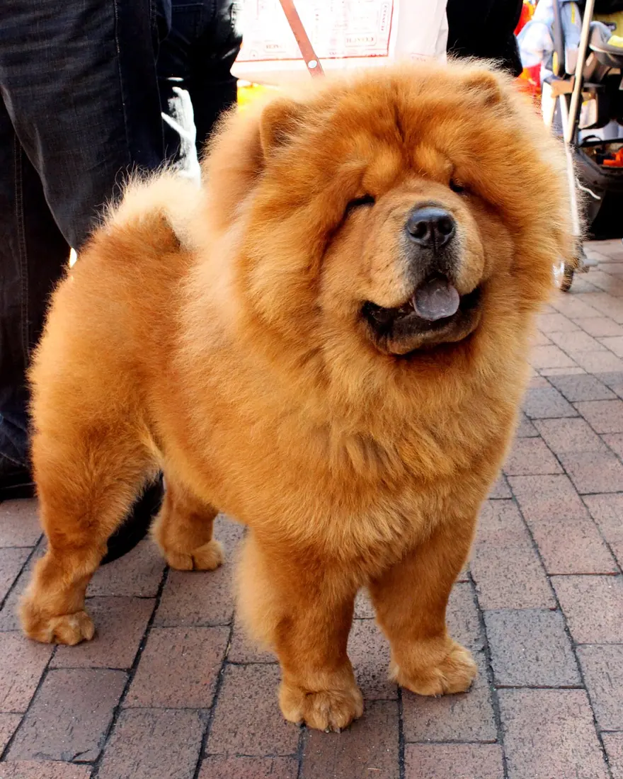Chow Chow dog