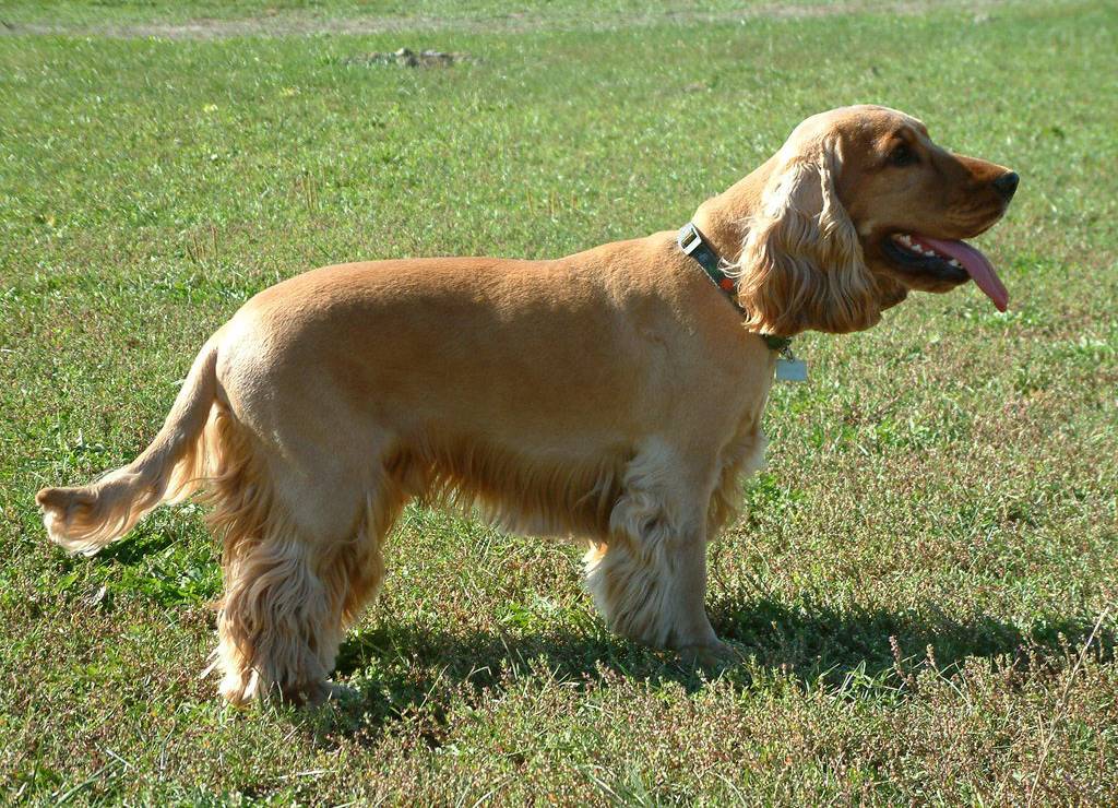 1.5-year-old English Cocker Spaniel, Simon