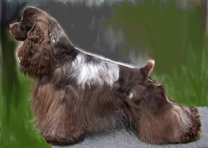 Chocolate Roan Cocker Spaniel