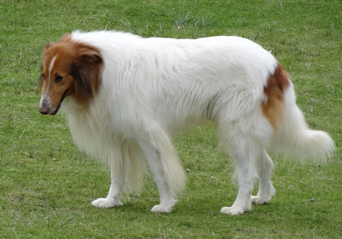 White Rough collie