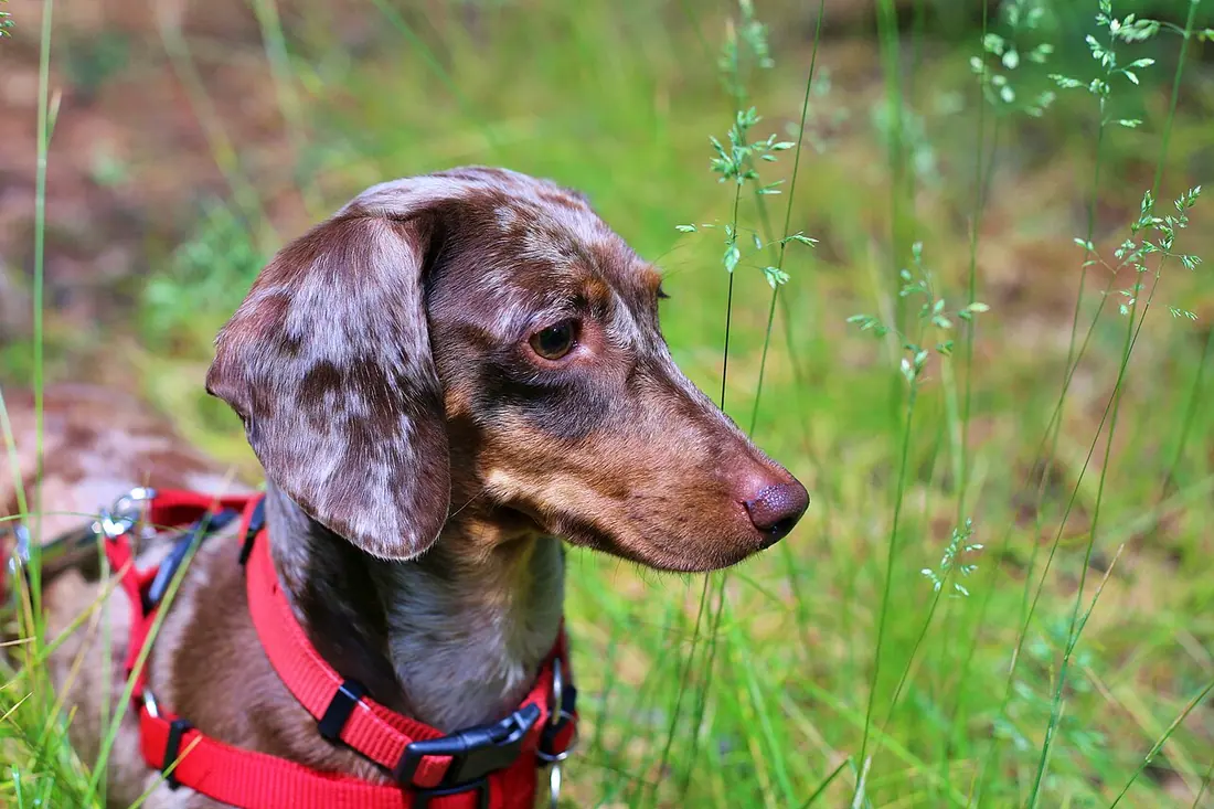 Dapple dachshund with brown spots