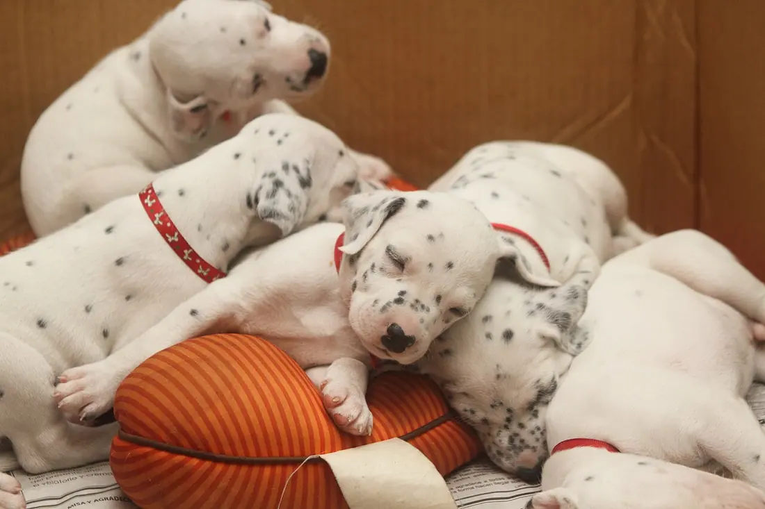 Litter of ten puppies, eight males and two females.